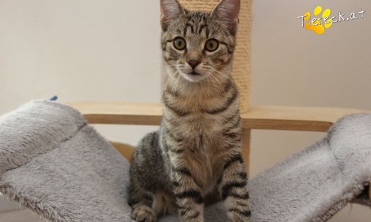 Katze Daisy (Foto by Tiereck.at - Lavanttaler Tierhilfe)