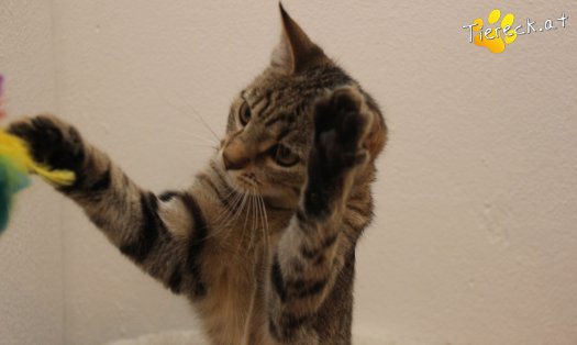 Katze Daisy (Foto by Tiereck.at - Lavanttaler Tierhilfe)