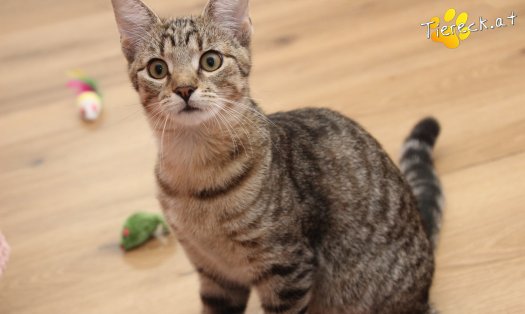 Katze Daisy (Foto by Tiereck.at - Lavanttaler Tierhilfe)