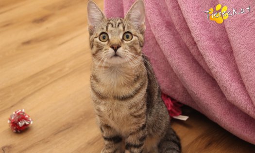 Katze Daisy (Foto by Tiereck.at - Lavanttaler Tierhilfe)
