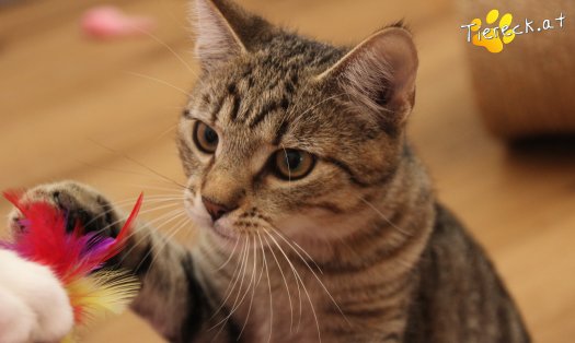 Katze Daisy (Foto by Tiereck.at - Lavanttaler Tierhilfe)