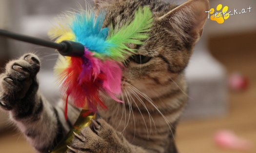 Katze Daisy (Foto by Tiereck.at - Lavanttaler Tierhilfe)