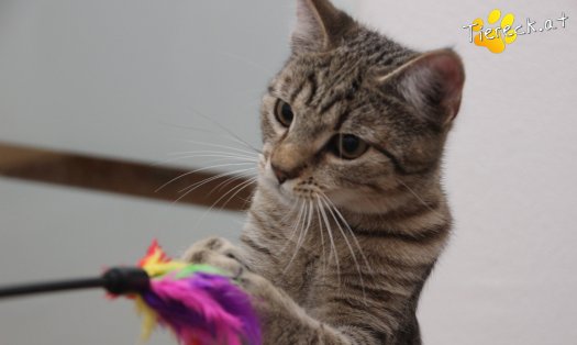 Katze Daisy (Foto by Tiereck.at - Lavanttaler Tierhilfe)