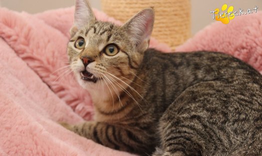 Katze Daisy (Foto by Tiereck.at - Lavanttaler Tierhilfe)
