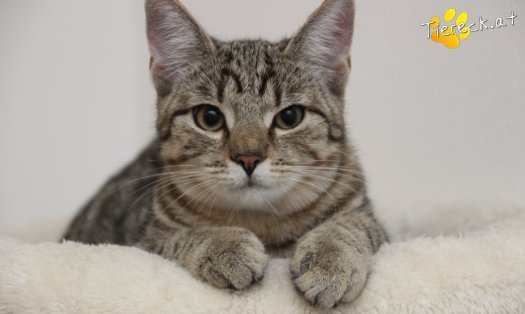 Katze Daisy (Foto by Tiereck.at - Lavanttaler Tierhilfe)
