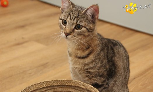 Katze Daisy (Foto by Tiereck.at - Lavanttaler Tierhilfe)