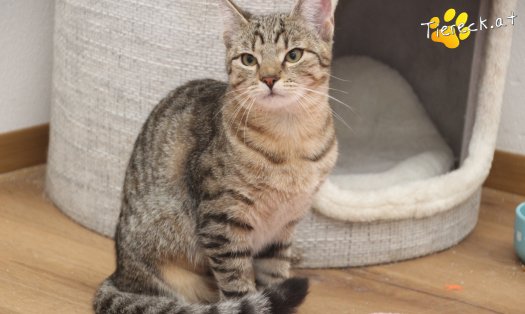 Katze Daisy (Foto by Tiereck.at - Lavanttaler Tierhilfe)