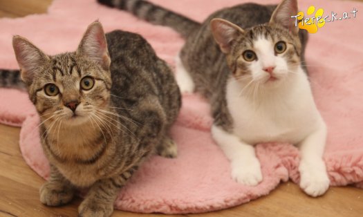 Katze Daisy (Foto by Tiereck.at - Lavanttaler Tierhilfe)