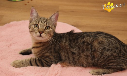 Katze Daisy (Foto by Tiereck.at - Lavanttaler Tierhilfe)