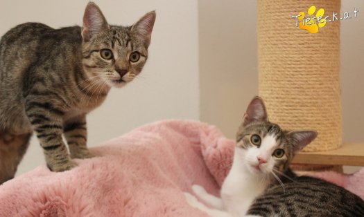 Katze Daisy (Foto by Tiereck.at - Lavanttaler Tierhilfe)