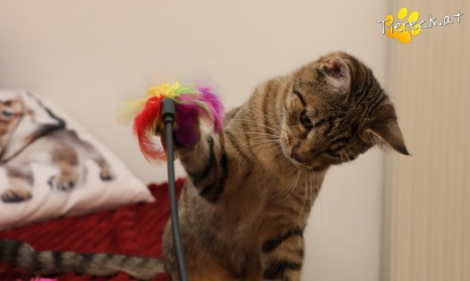 Katze Daisy (Foto by Tiereck.at - Lavanttaler Tierhilfe)