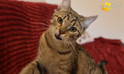 Katze Daisy (Foto by Tiereck.at - Lavanttaler Tierhilfe)