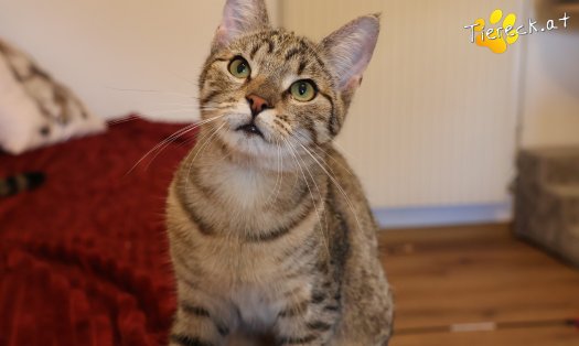 Katze Daisy (Foto by Tiereck.at - Lavanttaler Tierhilfe)