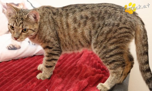 Katze Daisy (Foto by Tiereck.at - Lavanttaler Tierhilfe)