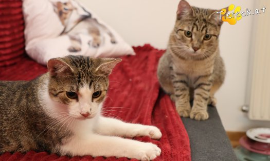 Katze Daisy (Foto by Tiereck.at - Lavanttaler Tierhilfe)