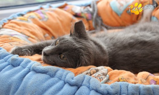 Katze Perseus (Foto by Tiereck.at - Lavanttaler Tierhilfe)