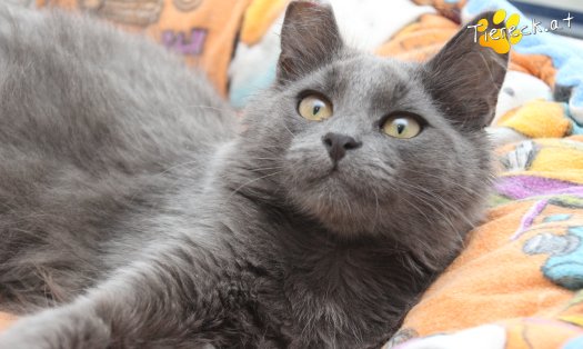 Katze Perseus (Foto by Tiereck.at - Lavanttaler Tierhilfe)