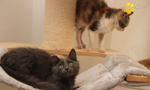 Katze Perseus (Foto by Tiereck.at - Lavanttaler Tierhilfe)