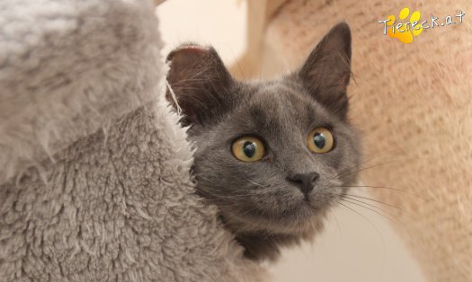 Katze Perseus (Foto by Tiereck.at - Lavanttaler Tierhilfe)