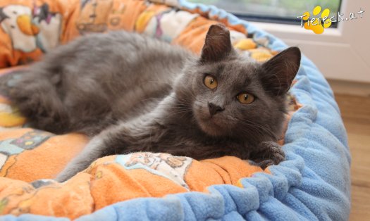 Katze Perseus (Foto by Tiereck.at - Lavanttaler Tierhilfe)