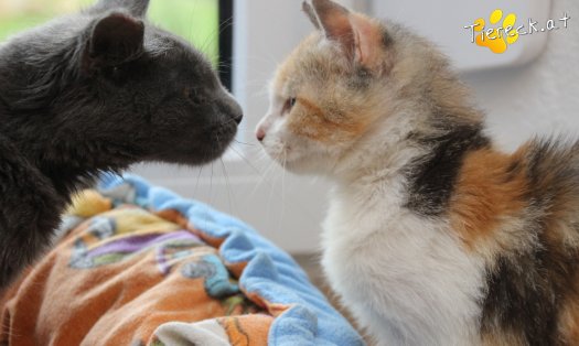 Katze Perseus (Foto by Tiereck.at - Lavanttaler Tierhilfe)