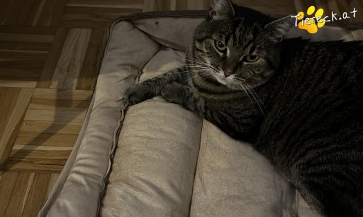 Katze Diegonella (Foto by Tiereck.at - Lavanttaler Tierhilfe)