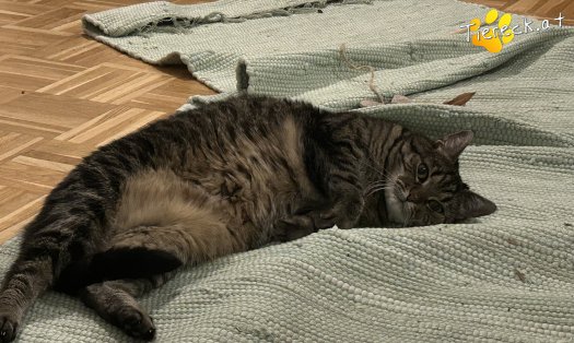 Katze Diegonella (Foto by Tiereck.at - Lavanttaler Tierhilfe)