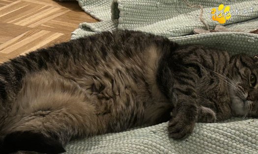 Katze Diegonella (Foto by Tiereck.at - Lavanttaler Tierhilfe)