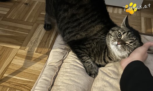 Katze Diegonella (Foto by Tiereck.at - Lavanttaler Tierhilfe)