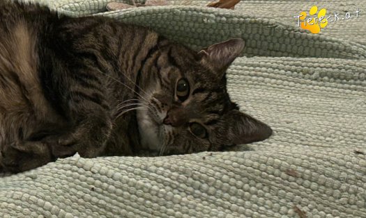 Katze Diegonella (Foto by Tiereck.at - Lavanttaler Tierhilfe)