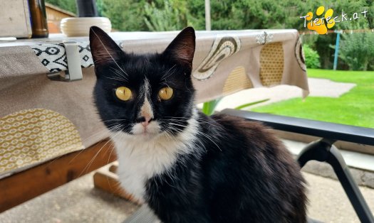 Katze Maxi (Foto by Tiereck.at - Lavanttaler Tierhilfe)