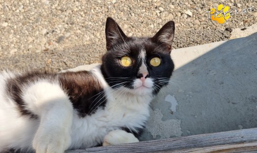 Katze Maxi (Foto by Tiereck.at - Lavanttaler Tierhilfe)