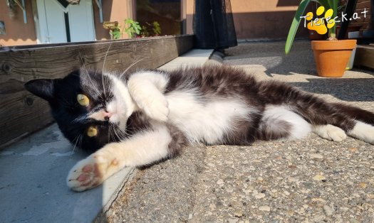 Katze Maxi (Foto by Tiereck.at - Lavanttaler Tierhilfe)