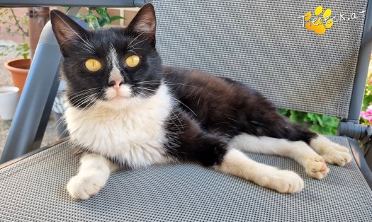 Katze Maxi (Foto by Tiereck.at - Lavanttaler Tierhilfe)