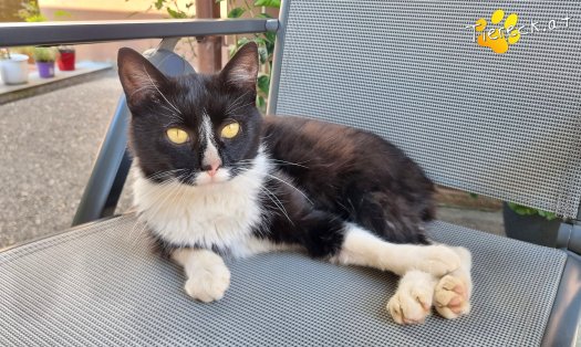 Katze Maxi (Foto by Tiereck.at - Lavanttaler Tierhilfe)