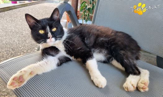Katze Maxi (Foto by Tiereck.at - Lavanttaler Tierhilfe)