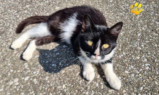 Katze Maxi (Foto by Tiereck.at - Lavanttaler Tierhilfe)