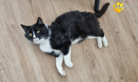 Katze Maxi (Foto by Tiereck.at - Lavanttaler Tierhilfe)