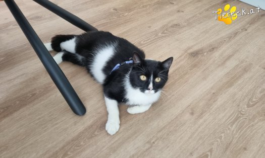 Katze Maxi (Foto by Tiereck.at - Lavanttaler Tierhilfe)