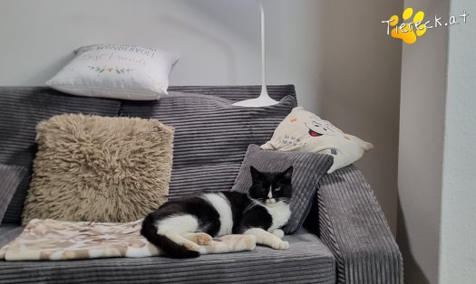 Katze Maxi (Foto by Tiereck.at - Lavanttaler Tierhilfe)