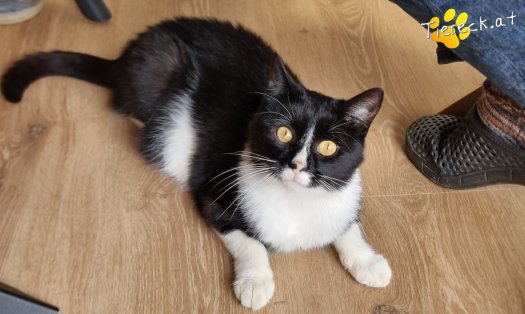 Katze Maxi (Foto by Tiereck.at - Lavanttaler Tierhilfe)