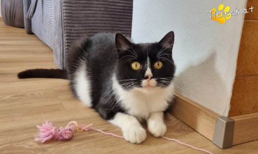 Katze Maxi (Foto by Tiereck.at - Lavanttaler Tierhilfe)