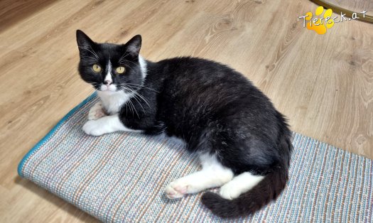 Katze Maxi (Foto by Tiereck.at - Lavanttaler Tierhilfe)