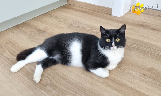 Katze Maxi (Foto by Tiereck.at - Lavanttaler Tierhilfe)