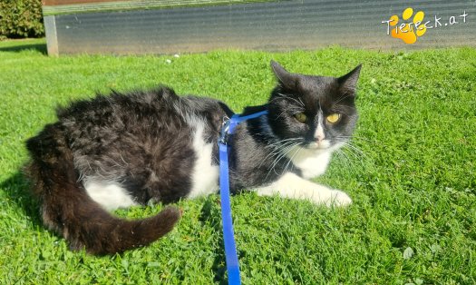 Katze Maxi (Foto by Tiereck.at - Lavanttaler Tierhilfe)