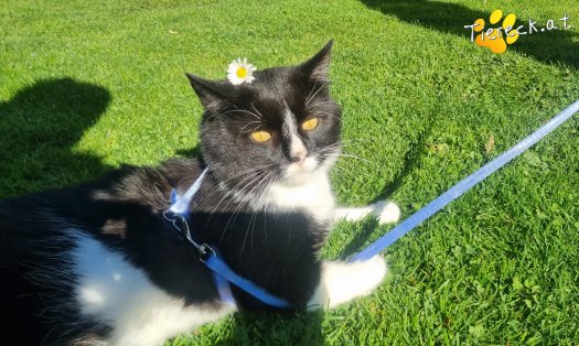 Katze Maxi (Foto by Tiereck.at - Lavanttaler Tierhilfe)