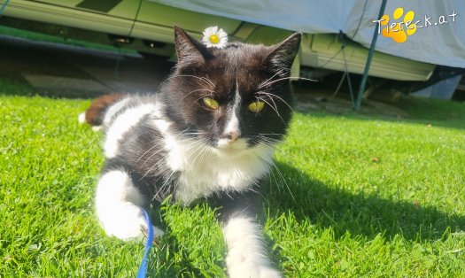 Katze Maxi (Foto by Tiereck.at - Lavanttaler Tierhilfe)