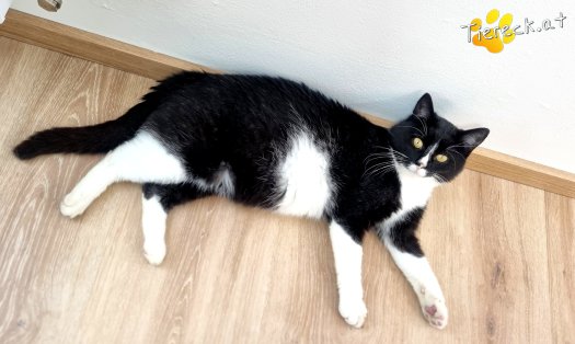 Katze Maxi (Foto by Tiereck.at - Lavanttaler Tierhilfe)