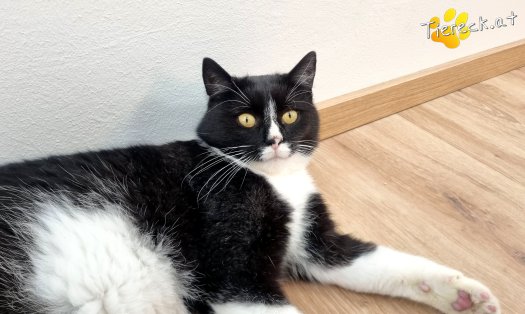 Katze Maxi (Foto by Tiereck.at - Lavanttaler Tierhilfe)
