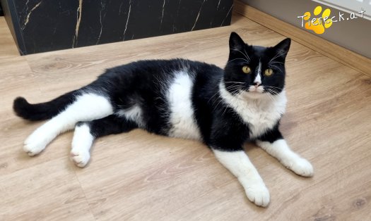 Katze Maxi (Foto by Tiereck.at - Lavanttaler Tierhilfe)